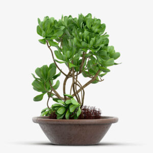Strella Bonsai Tree