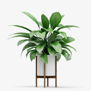 Strella Stand Vase