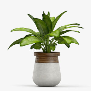Tulip Ceramic Vase